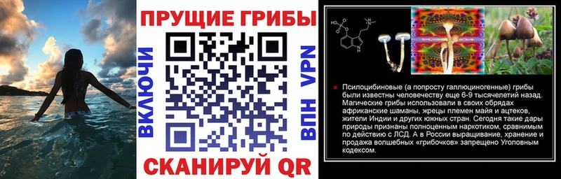 Купить где  Пятигорск  Галлюциногенные грибы Psilocybine cubensis 